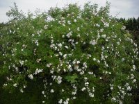 polstjarnan-powsin-10-06-2