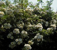 rosa-helenae-semiplena-powsin-3