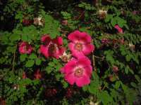 rosa-moyesi-ob-uw