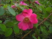 rosa-pendulina-bourgogne-powsin-2