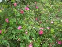 rosa-pendulina-bourgogne-powsin