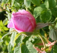 agatha-incarnata