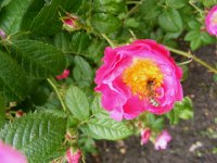 andenken-an-ernst-dechant-jpg2_