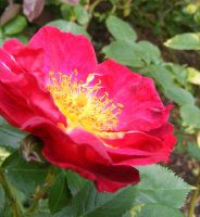 andenken-an-ernst-dechant-jpg6_