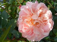fragonard2
