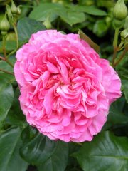 heilige-elizabeth