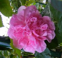 mme-sancy-de-parabere