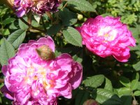pompon-de-bourgogne-jpg2_