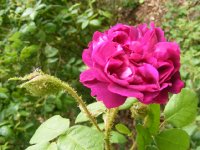 reine-de-mousseuses-rob