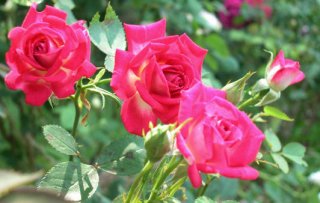 chelsea-belle-61906.jpg