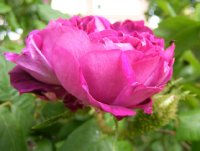 reine-de-mousseuses-rob3