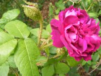 reine-de-mousseuses-rob4