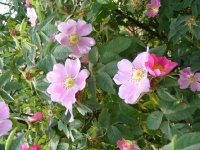 rosa-canina-tomentella