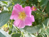 rosa-canina-tomentella2