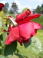 rote-flamme