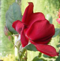 rote-flamme2