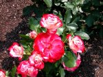 cherry-parfait-rwp.jpg