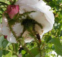 white-moos