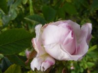 blush-hip-alba-jpg2_