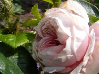 everbloomig-moos-jpg2_