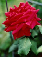cl-crimson-glory-patham.jpg