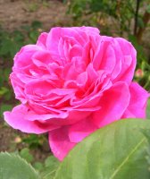 francois-d-arago-jpg2_