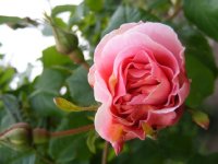 fritz-nobis-jpg2_
