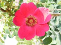 geranium-jpg2_