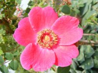 geranium