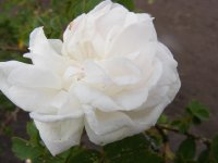 manning-blush-jpg3_