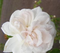 manning-blush-jpg4_