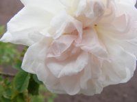 manning-blush