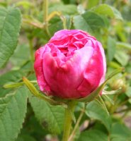 ornament-de-la-nature