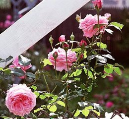 coral-dawn-patham.jpg
