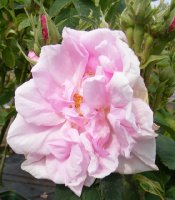 rose-du-putteaux