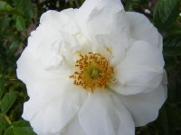 schnezwerg