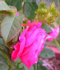 crested-sweetheart.jpg