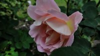 claus-groth_0