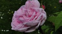 mme-louis-leveque