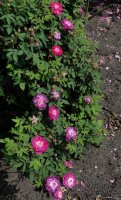 pompon-de-bourgogne_0