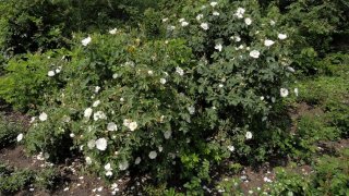 rosa-gallica-alba
