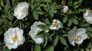 rosa-gallica-alba2