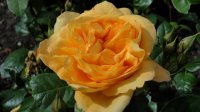 bernstein-rose