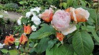 sweet-juliet-jpg3_