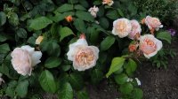sweet-juliet