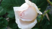 antico-amore