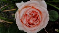 antico-amore2