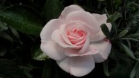 aspirin-rose