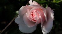 aspirin-rose2