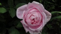 baronne-nathaniel-de-rothschild3